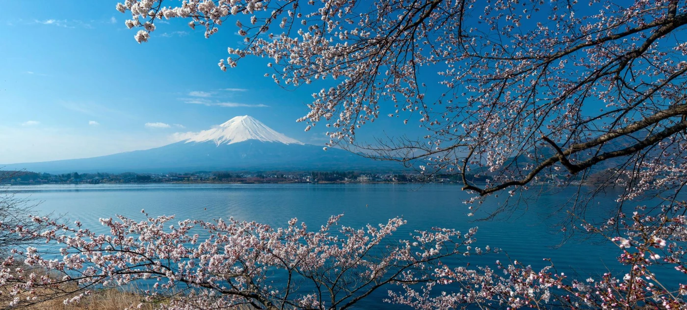 富士山与樱花湖畔